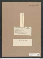 Synedra capitulata Castr. (de-Toni-Nr.: Genus 66, Species 2627) Zeichnungen Sammlung Grunow Nr. 5358 (NHMW-BOT-W0373769)